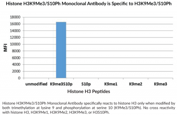 Anti-Histone H3K9Me3/S10Ph Monoclonal Antibody (RM162)