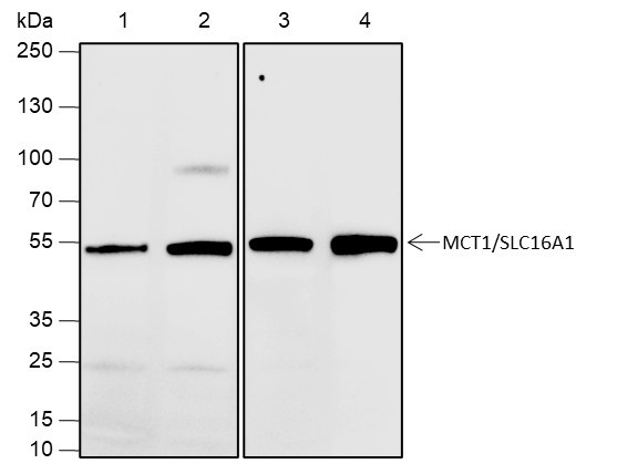 Anti-Recombinant SLC16A1, clone A653
