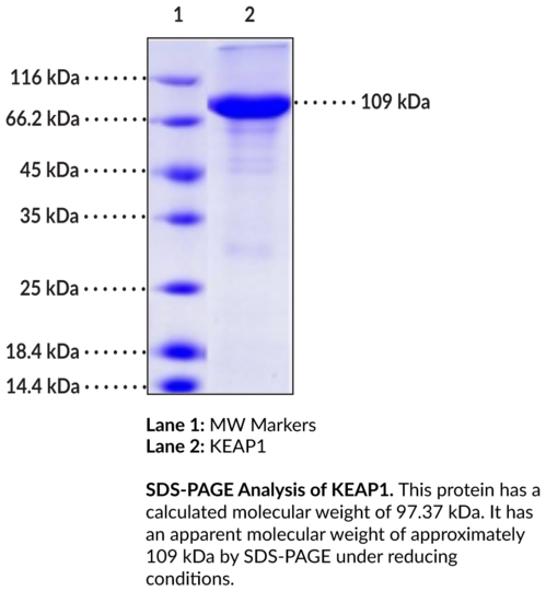 Keap1 (human, recombinant)