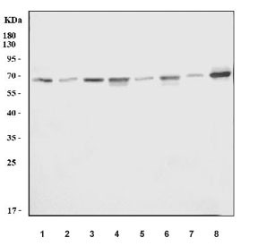 Anti-SHC, clone 6D6E1
