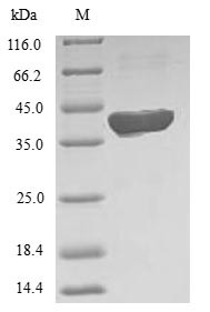 5-Formyltetrahydrofolate cyclo-ligase (MTHFS), human, recombinant