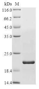 Disco-interacting protein 2 homolog C (DIP2C), partial, human, recombinant
