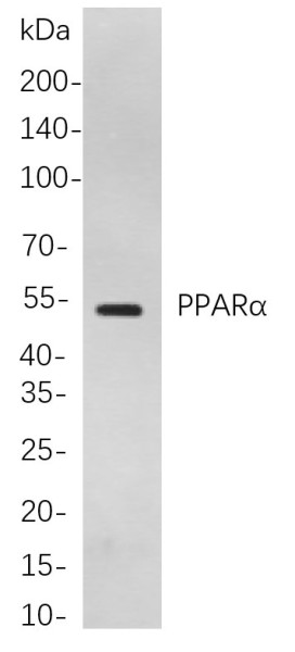 Anti-Recombinant PPARalpha, clone 9C5