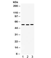 Anti-CDC25C