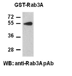 Anti-Rab3A