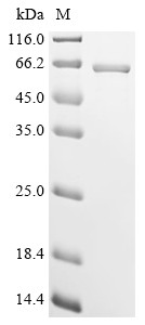 Perilipin-5 (PLIN5), bovine, recombinant