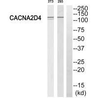 Anti-CACNA2D4