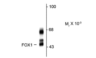 Anti-FOX1, clone 1G10