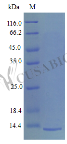Platelet factor 4 protein (Pf4) (Active), mouse, recombinant