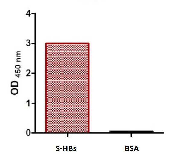 Anti-HBsAg, clone SQab1504