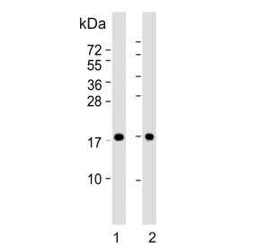 Anti-PPIA / Cyclophilin A