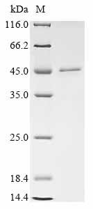 CMRF35-like molecule 6 (Cd300c), partial, mouse, recombinant