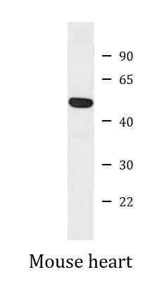 Anti-GCM1