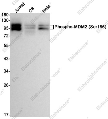 Anti-Recombinant Phospho-MDM2 (Ser166), clone C723018