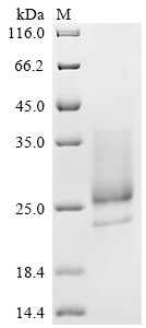 CPXV099 protein (CPXV099 CDS), partial, Cowpox virus, recombinant
