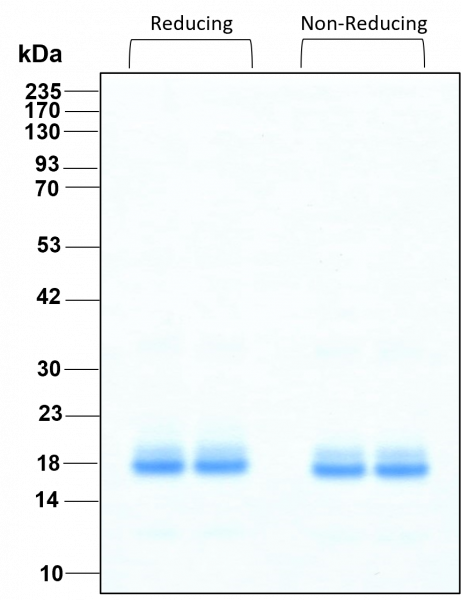 TNF alpha HumanKine(R) recombinant human protein