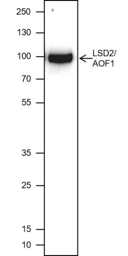 Anti-Recombinant LSD2/AOF1, clone A440