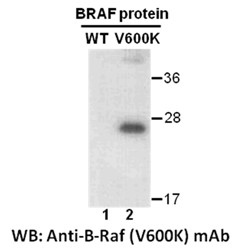 Anti-B-Raf (V600K), monoclonal