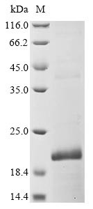 Beta-defensin 6 (Defb6), mouse, recombinant
