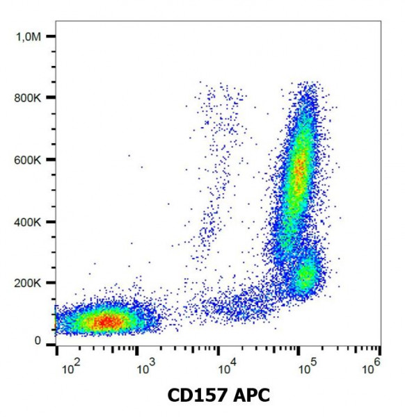 Anti-CD157 / BST1 (APC), clone SY11B5