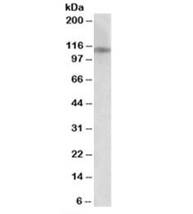 Anti-GRIN3B