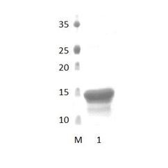 InaDl_3 PDZ Domain