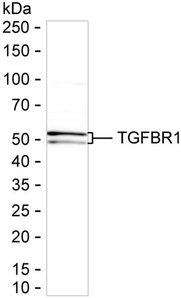Anti-TGFBR1