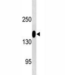Anti-ANPEP, clone 505CT12.1.2
