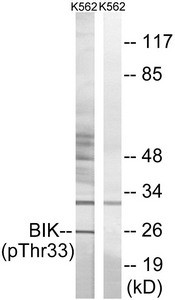 Anti-Phospho-BIK (Thr33)