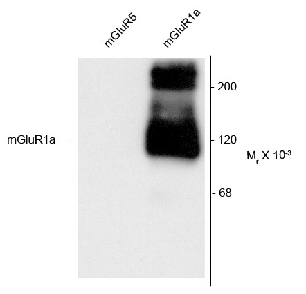 Anti-mGluR1