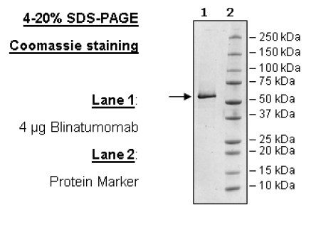 Anti-CD19-Anti-CD3 Bispecific