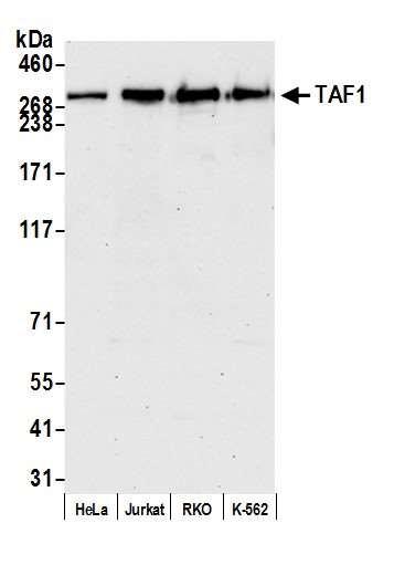 Anti-TAF1