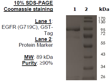 EGFR (G719C), GST-Tag