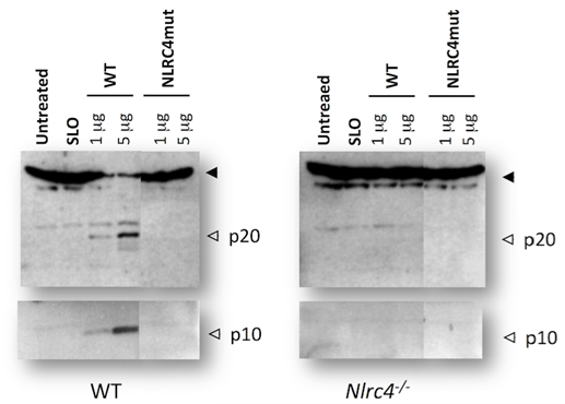 Flagellin (NLRC4 Mutant) (rec.)