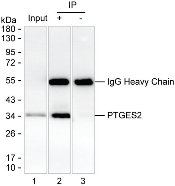 Anti-PTGES2
