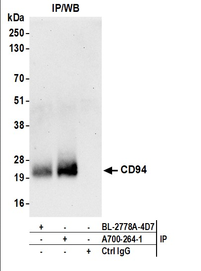 Anti-CD94 Recombinant Monoclonal