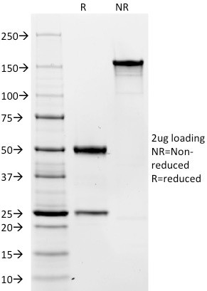 Anti-CD19 (B-Lymphocyte Marker), clone C19/366