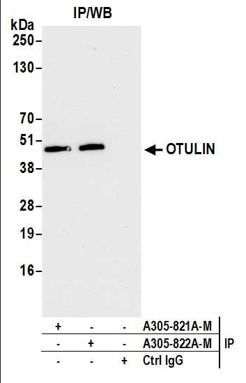 Anti-OTULIN