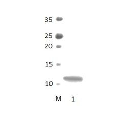 TJP1_2 PDZ Domain