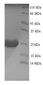 Interleukin-1 alpha (IL1A), Macaca mulatta, recombinant