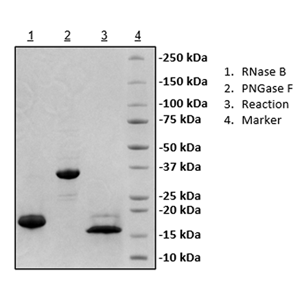 PNGase F Deglycosylation Kit