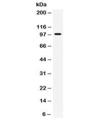 Anti-TLR5