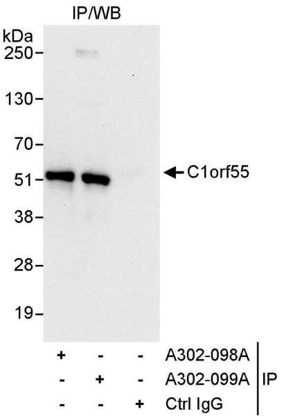 Anti-C1orf55