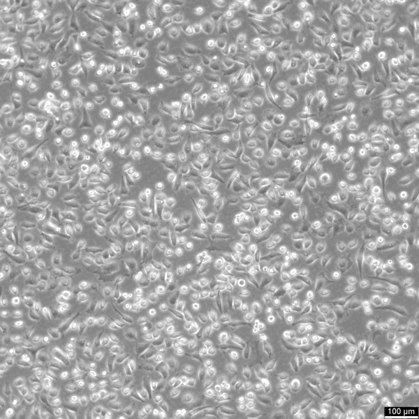 NCI-H838 Cells