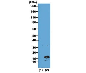 Anti-H3K4me3 / Trimethyl Histone H3 Lysine 4, clone RM137 (recombinant antibody)