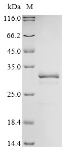 E3 ubiquitin-protein ligase RNF13 (RNF13), partial, human, recombinant