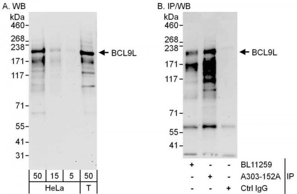 Anti-BCL9L