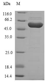 Homogentisate 1,2-dioxygenase (HGD), human, recombinant