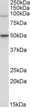Anti-WHIP / WRNIP1, C-terminal