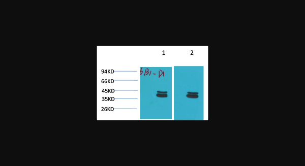 Anti-P44/42 MAPK(ERK1/2), monoclonal